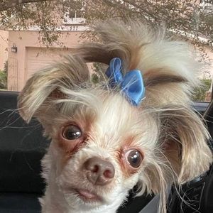 Meet your Posher, Gee